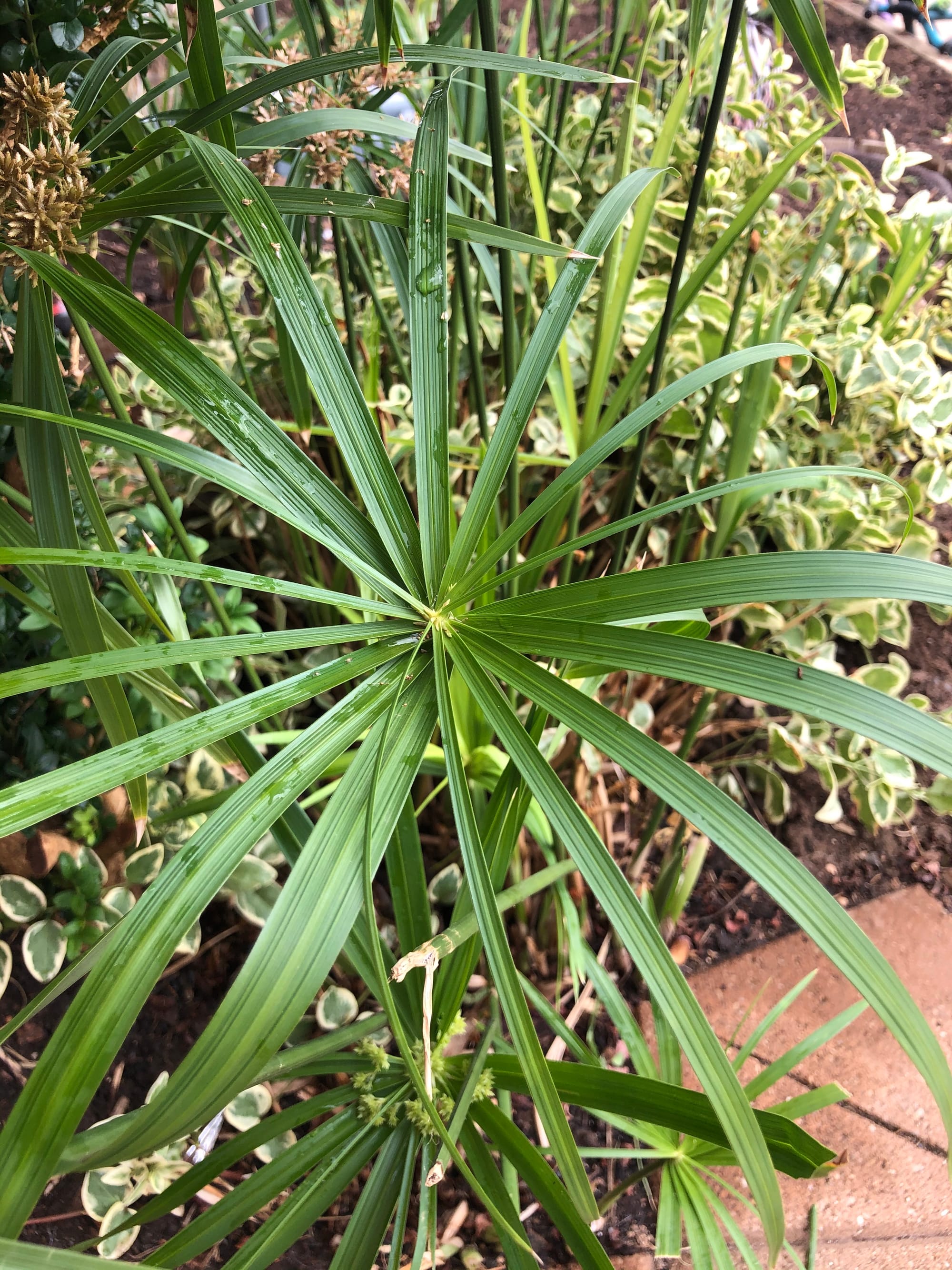 Cyperus Papyrus - Egyptian Bulrush Paper Plant