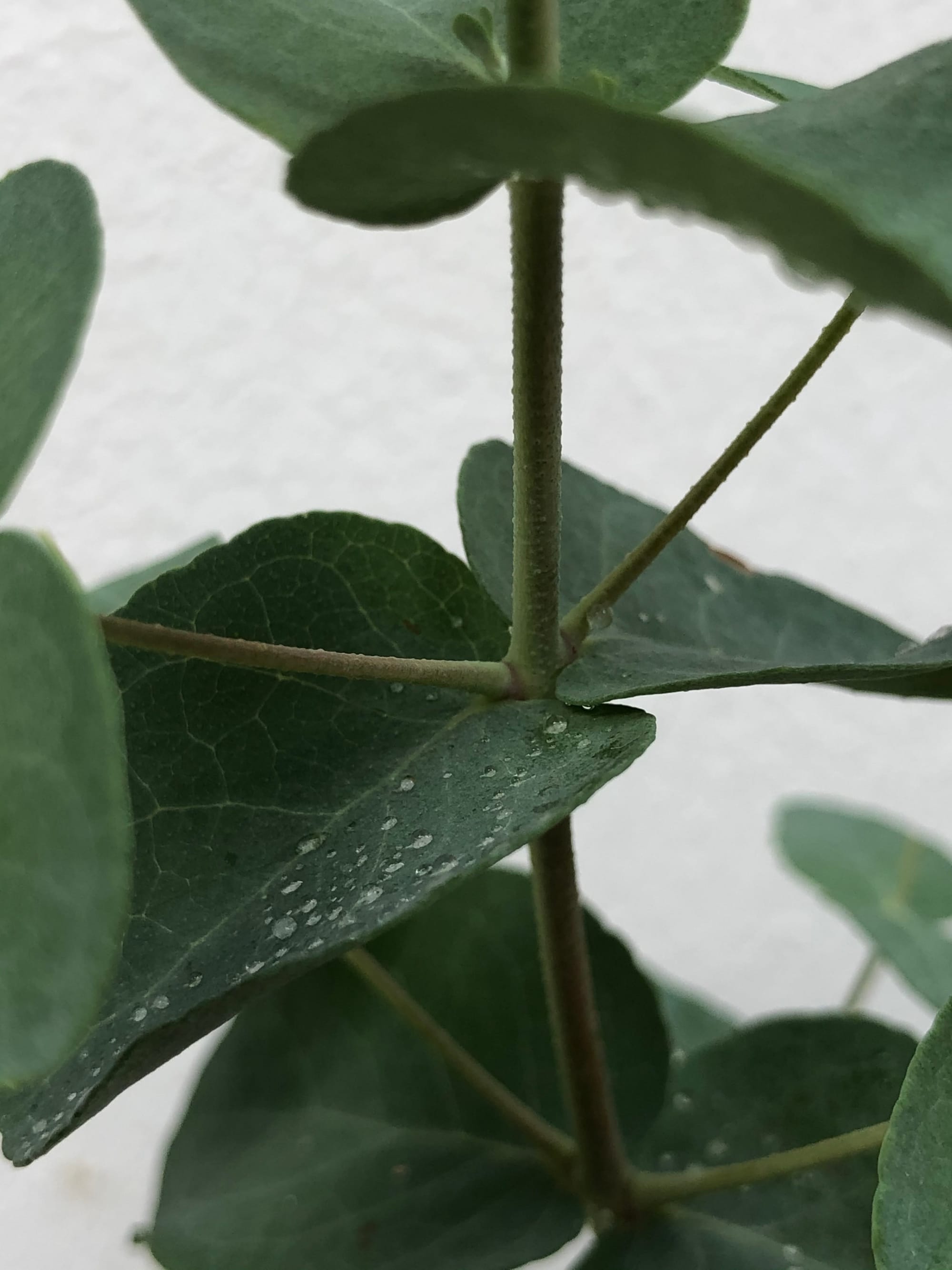 Eucalyptus - Australian Gum Trees