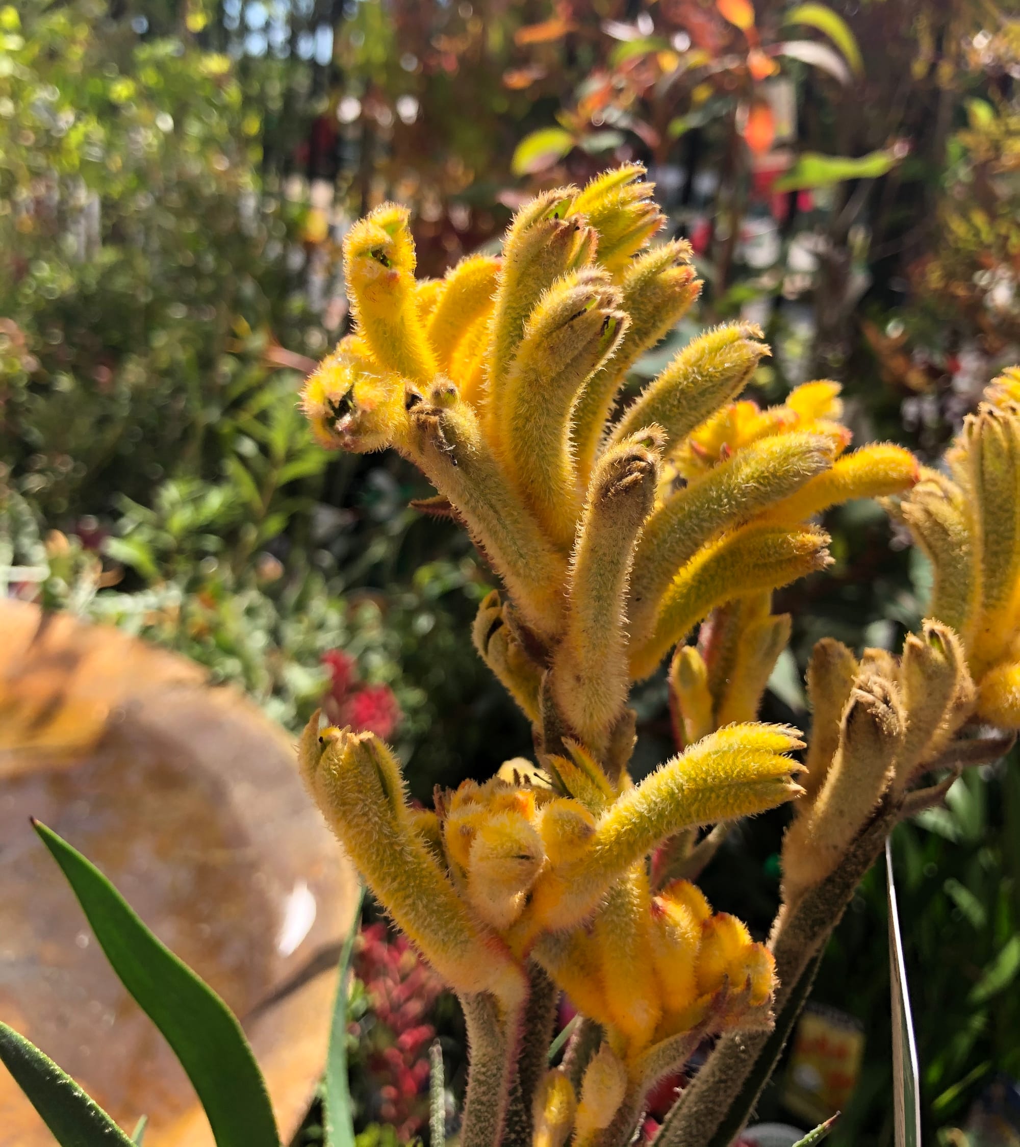 Kangaroo Paws - Anigozanthos