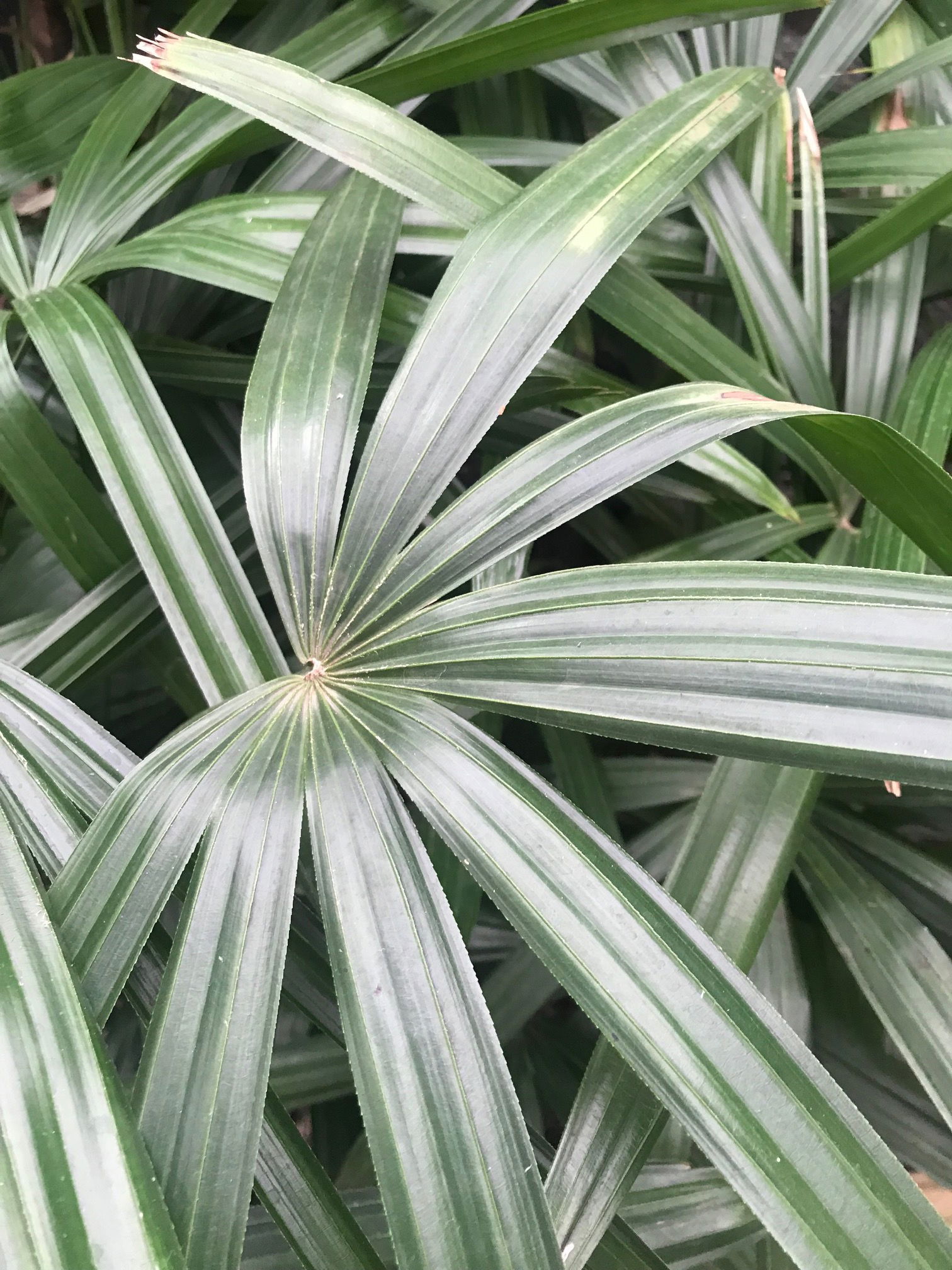 Lady Palms - Rhapsis Excelsa