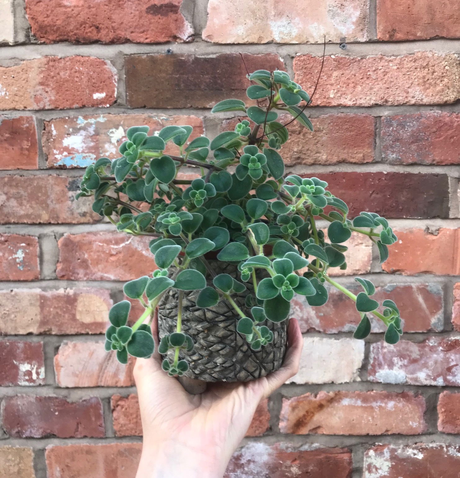 Streptocarpus Saxorum - False African Violet