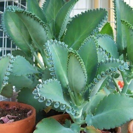 Mother of Thousands