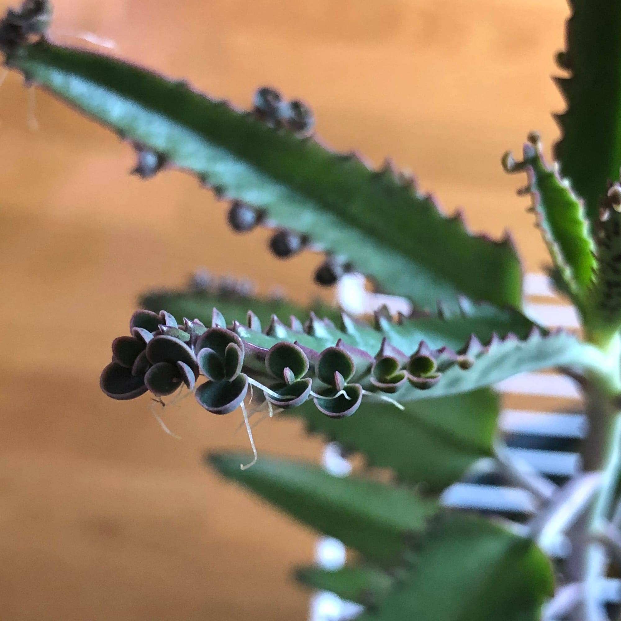 Mother of Millions