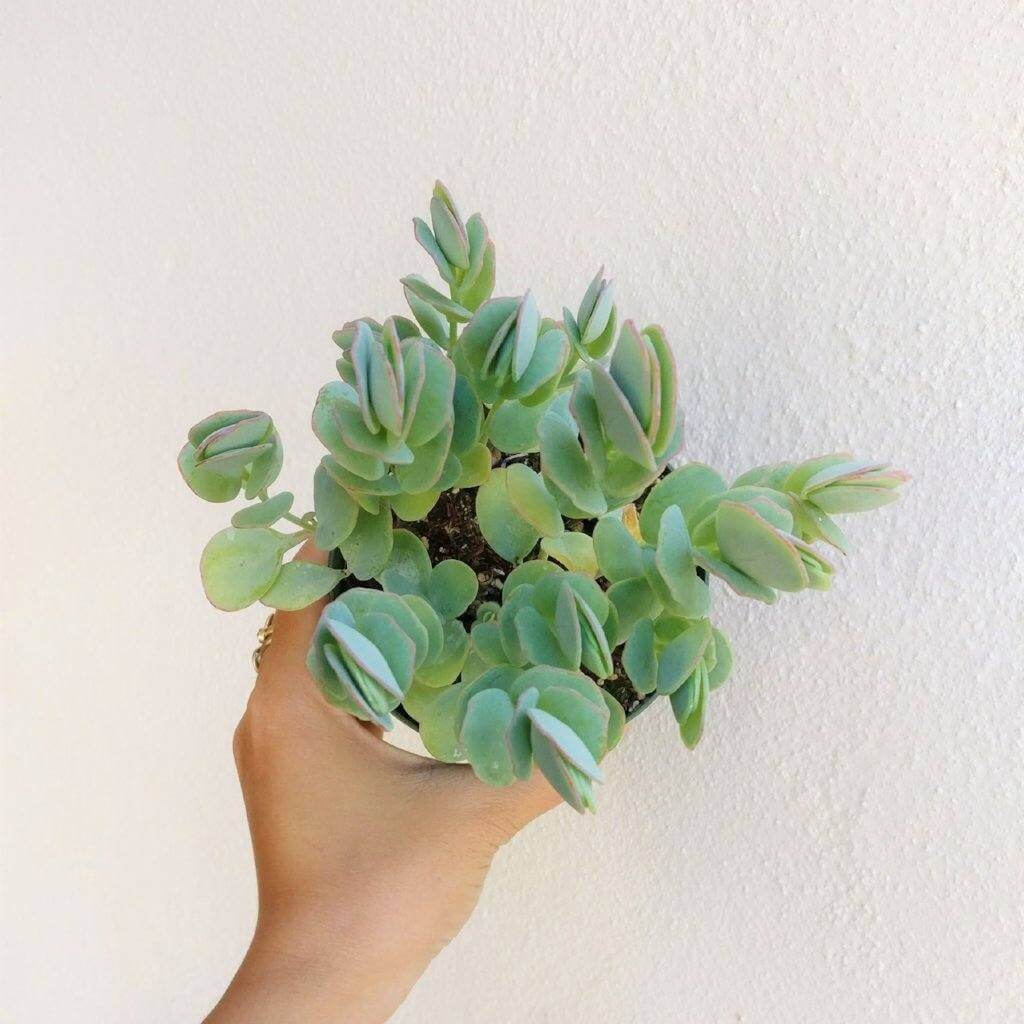 Kalanchoe Panamensis