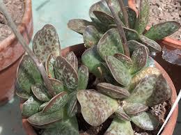 Adromischus (All Species)