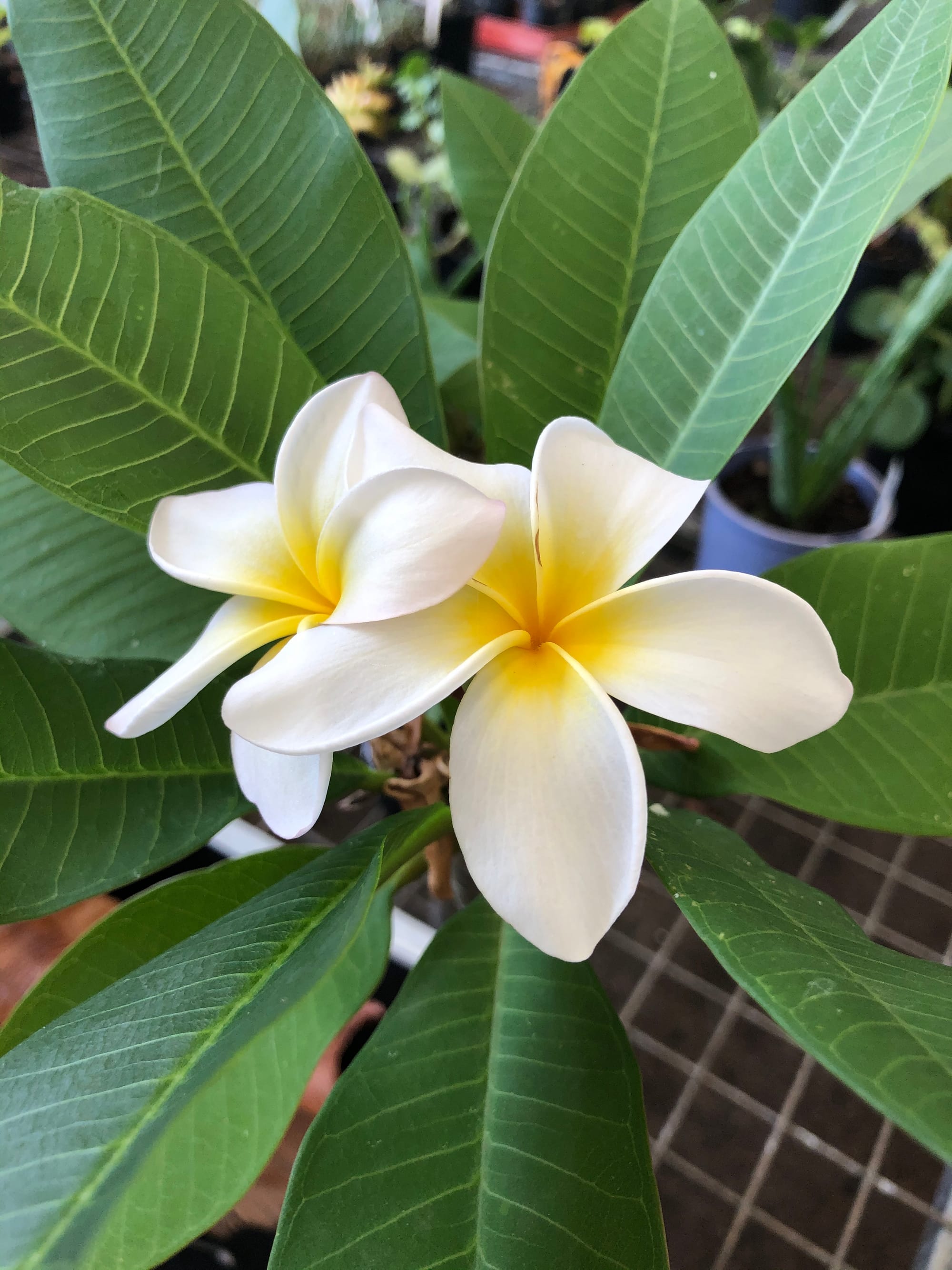 Plumeria - Frangipani