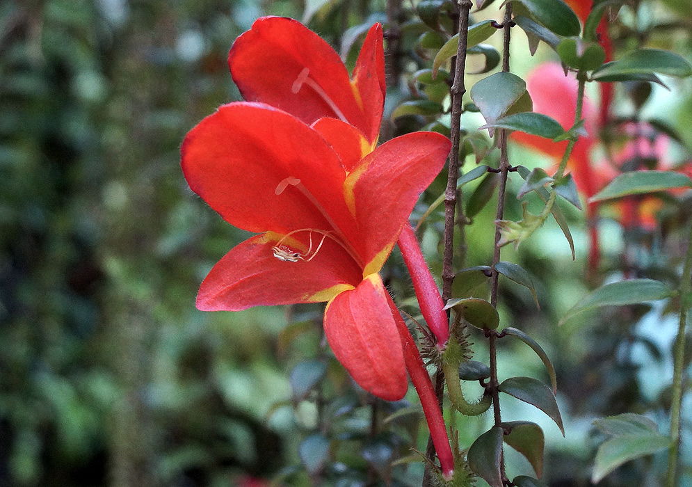 Columnea - Goldfish Plants