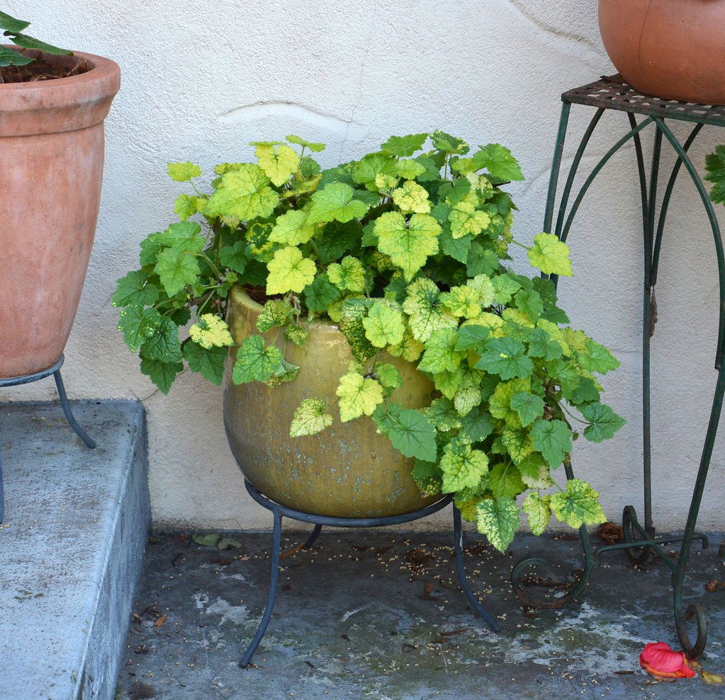 Piggyback Plants - Tolmiea Meziesii