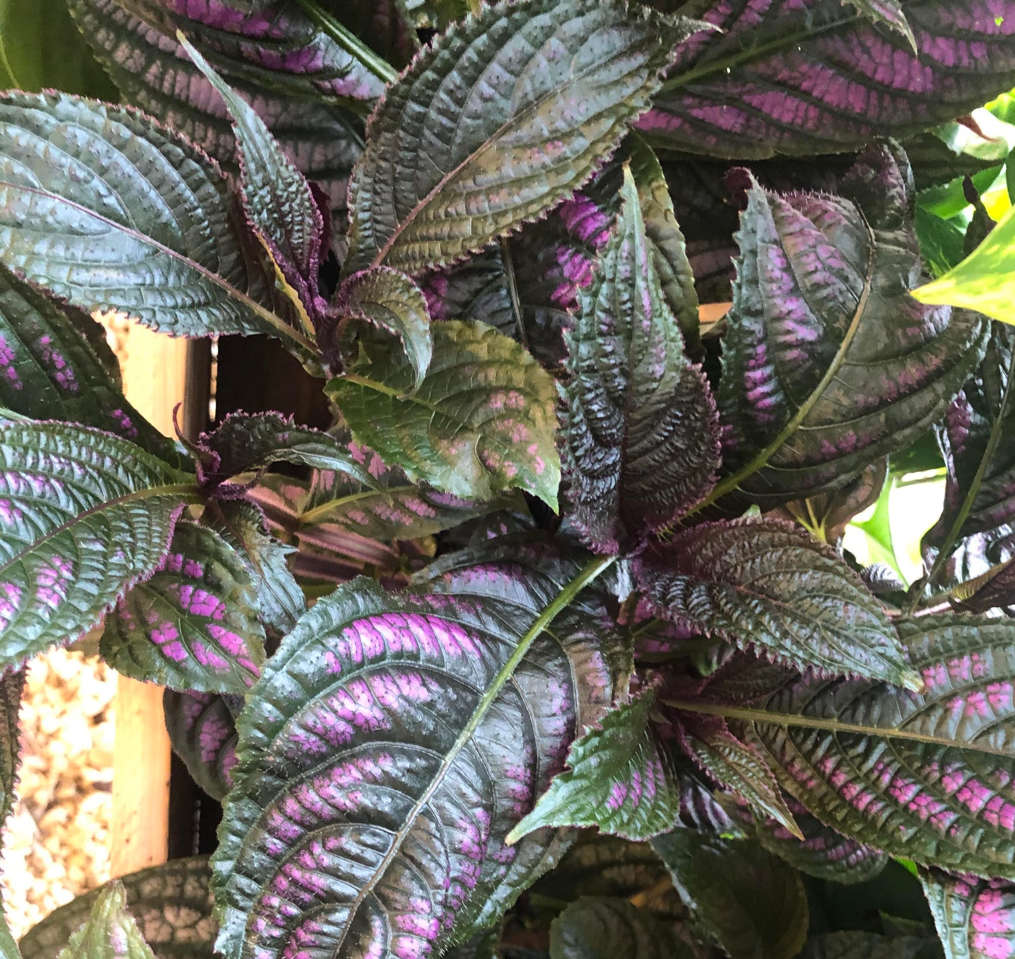 Persian Shields - Strobilanthes Dyerianus