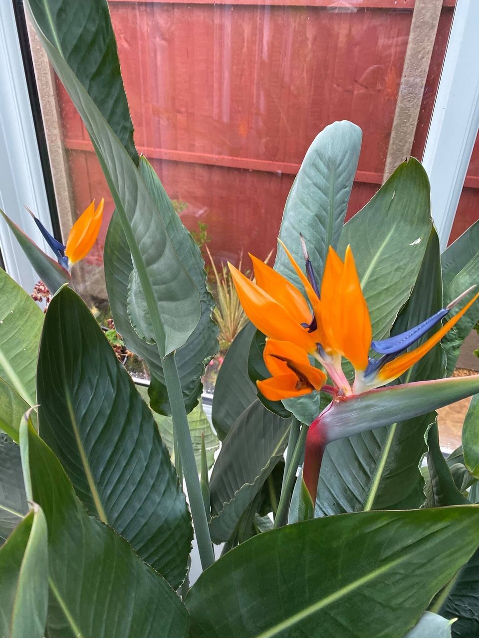 Bird of Paradise - Strelitzia