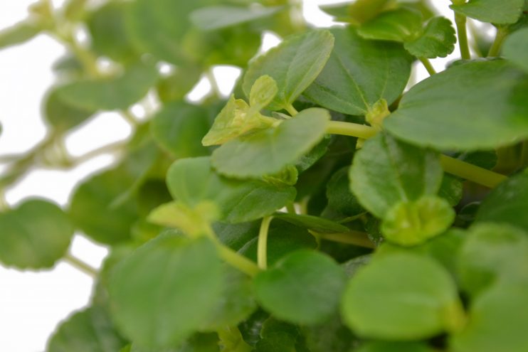 Pilea Depressa - 'Baby Tears'