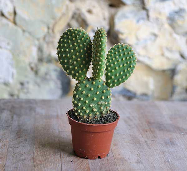 Prickly Pears - Opuntia