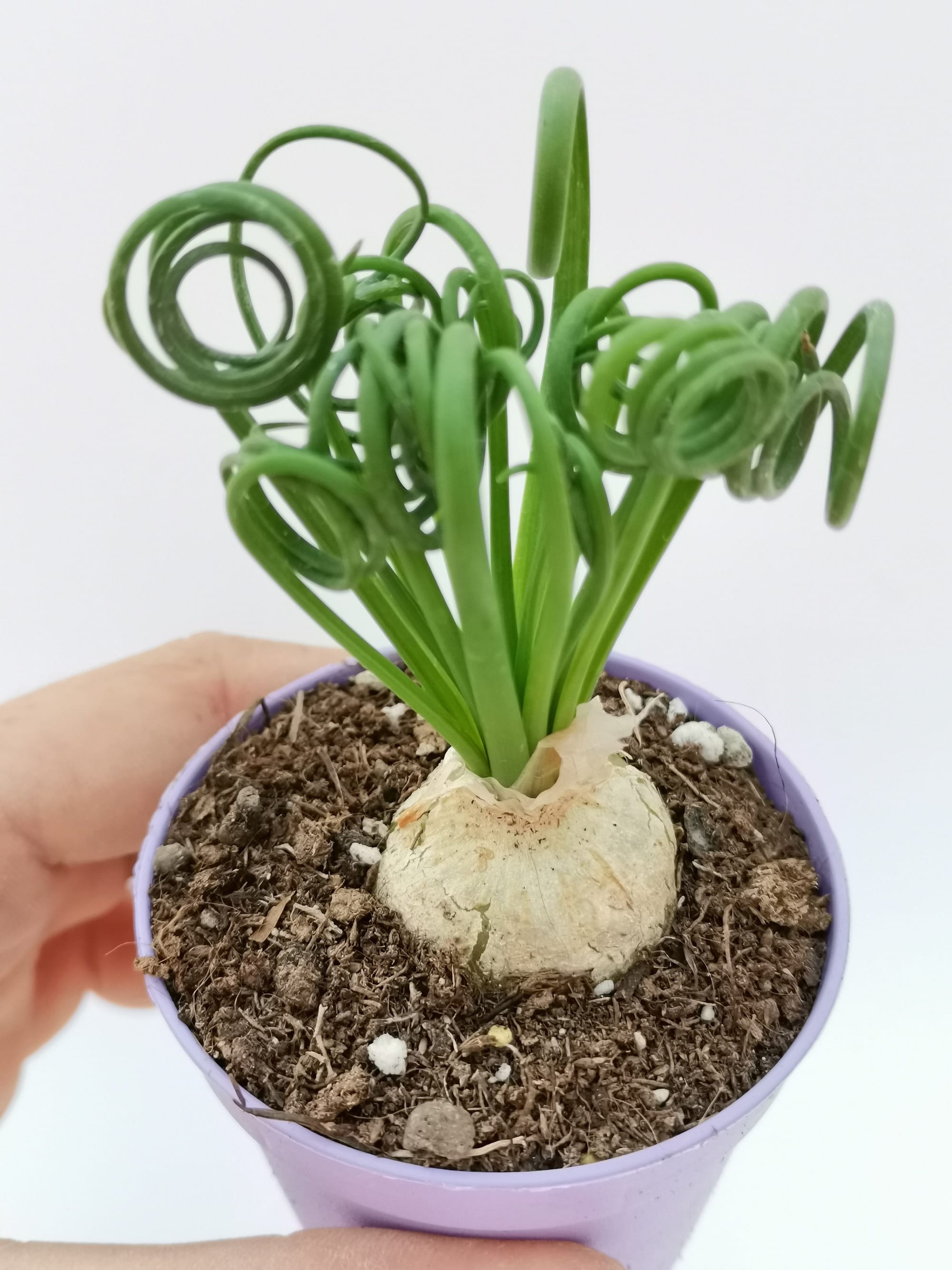 Albuca Spiralis - Sizzle-Frizzle or Corkscrew Albuca