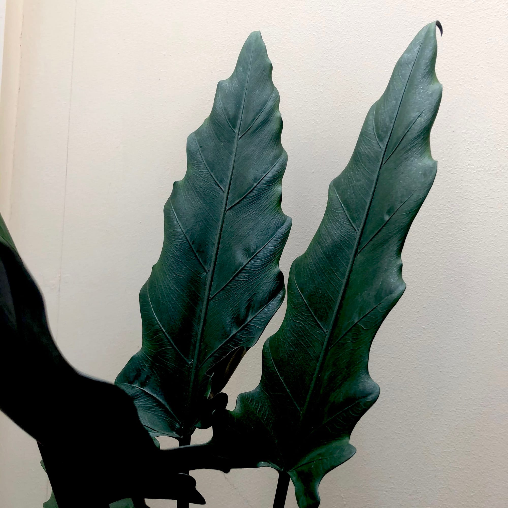 Alocasia Lauterbachiana - Purple Sword