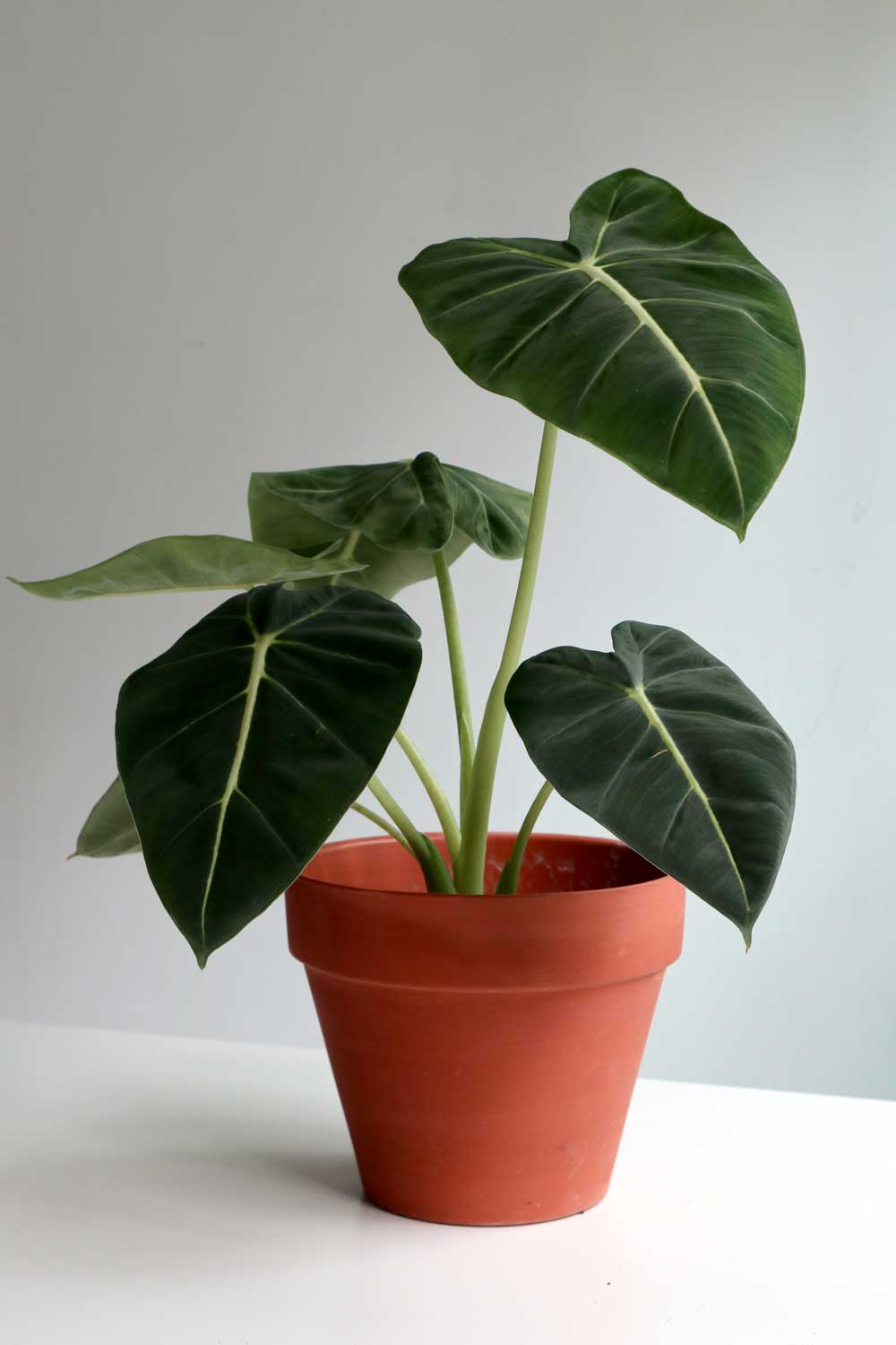 Alocasia Micholitziana 'Frydek' - Green Velvet