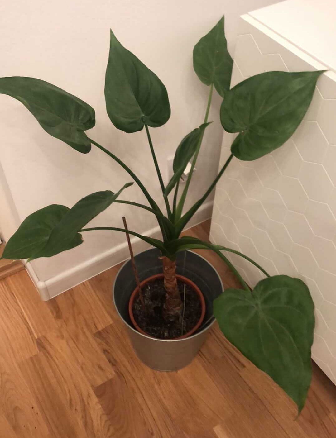 Alocasia Cucullata - Hooded Elephant Ears