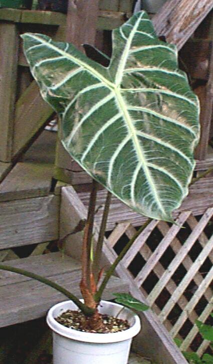 Alocasia Longiloba (A. Lowii)