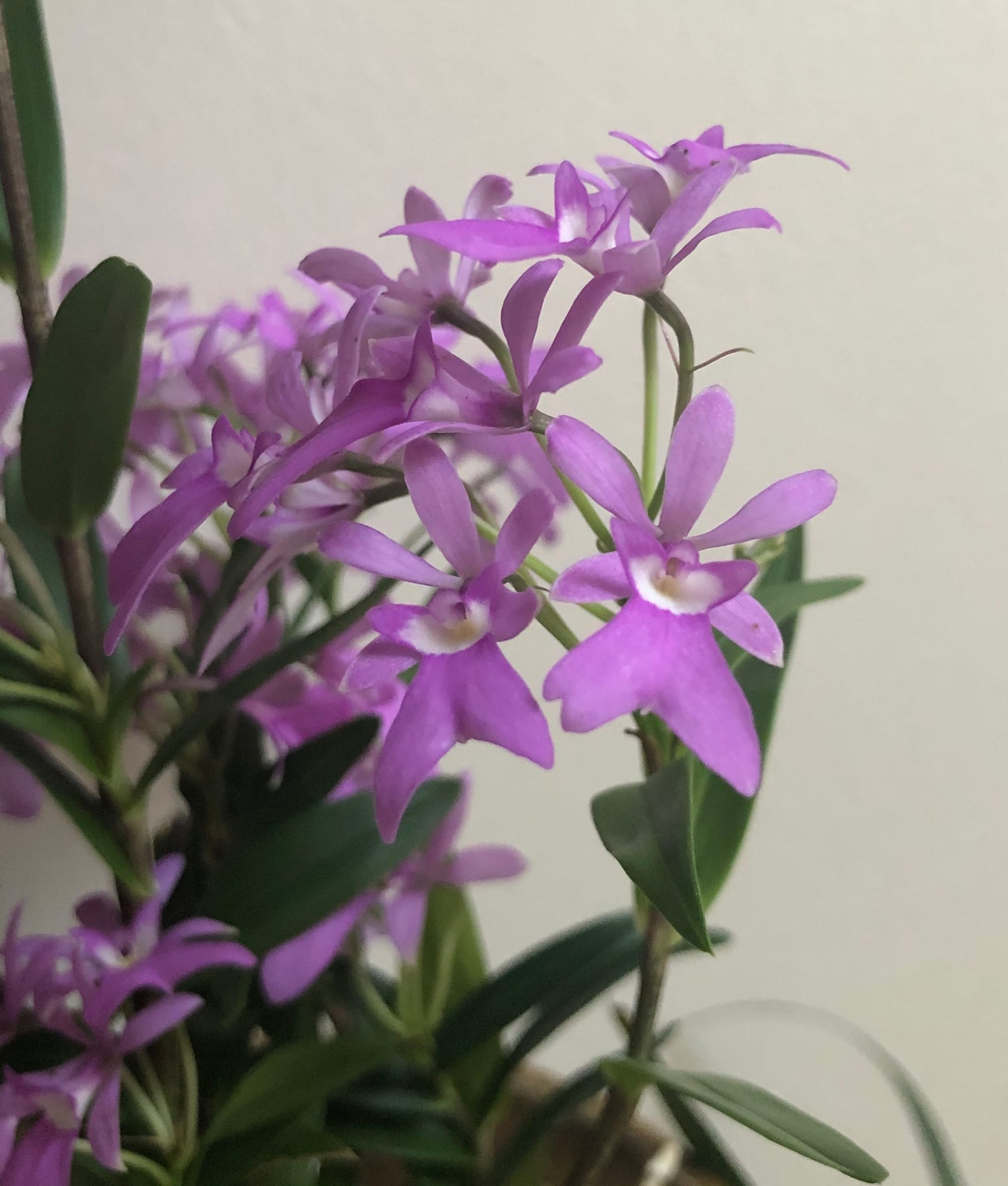 Oestredella Centropetalum (Epidendrum)