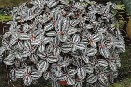 Friendship Plants - Pilea Involucrata