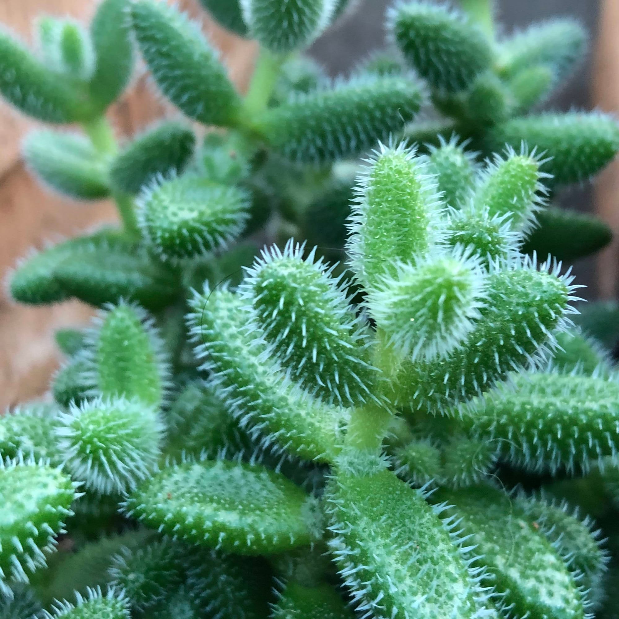 Delosperma - Pickle Plants