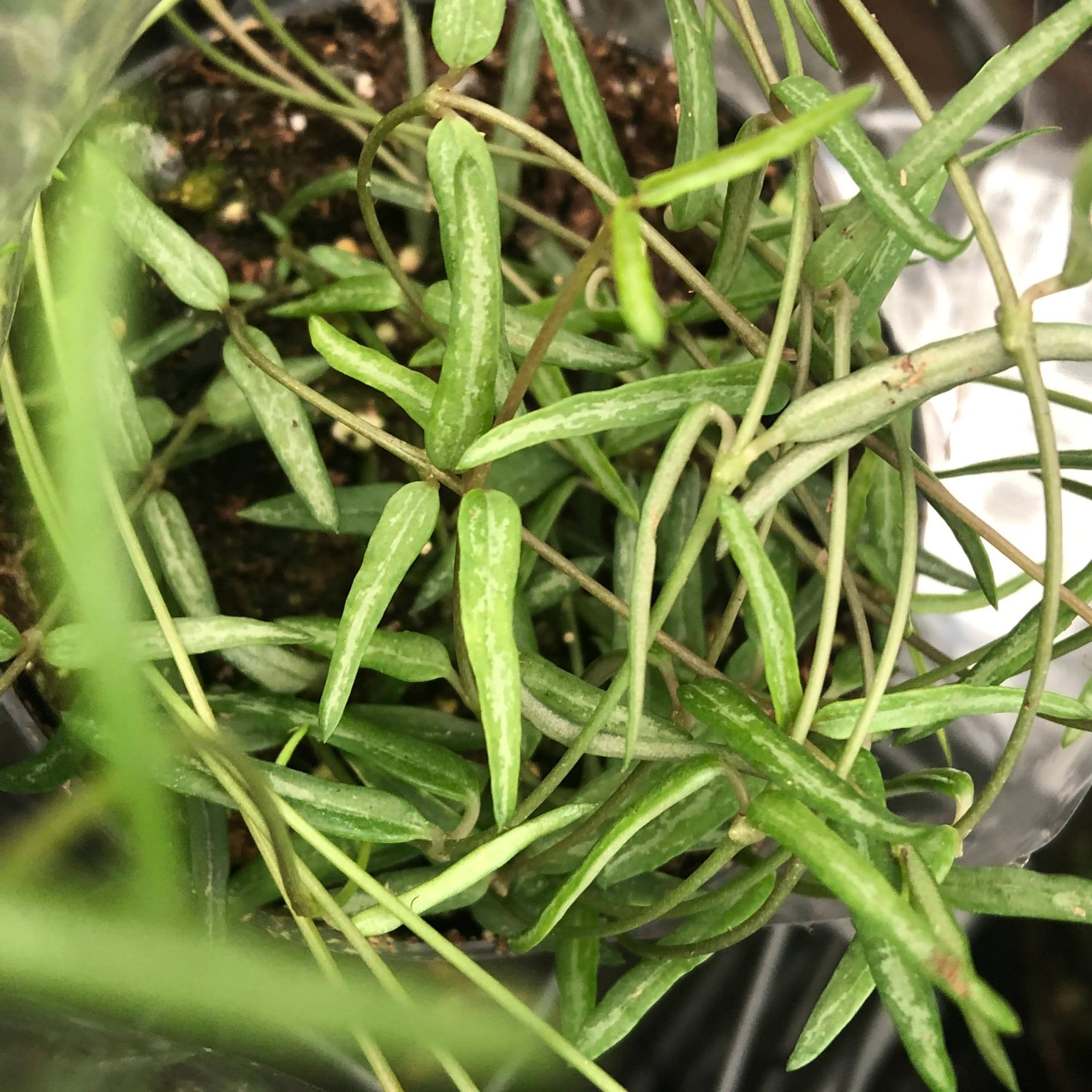 String of Needles - Ceropegia Linearis