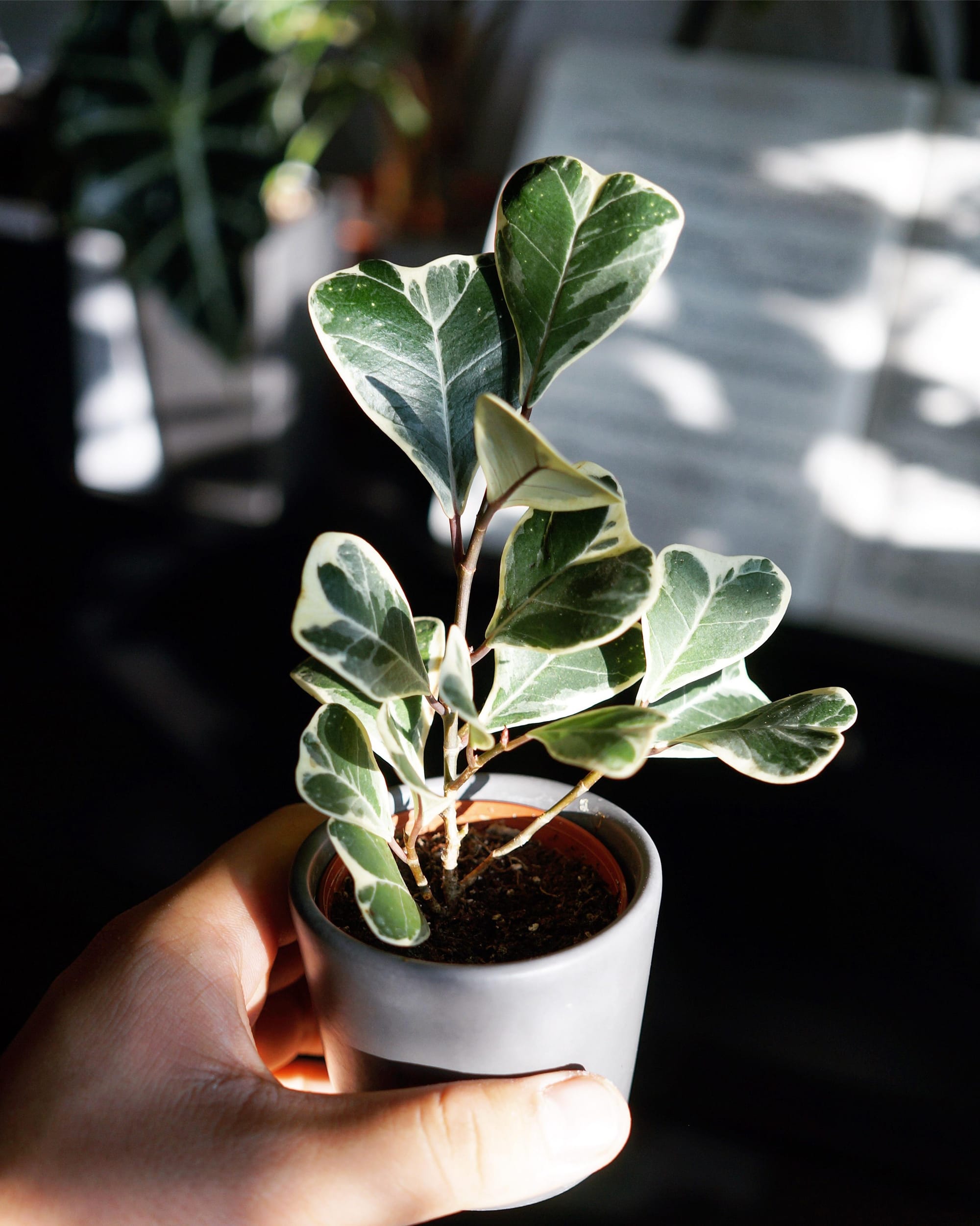 Triangle Figs - Ficus Triangularis