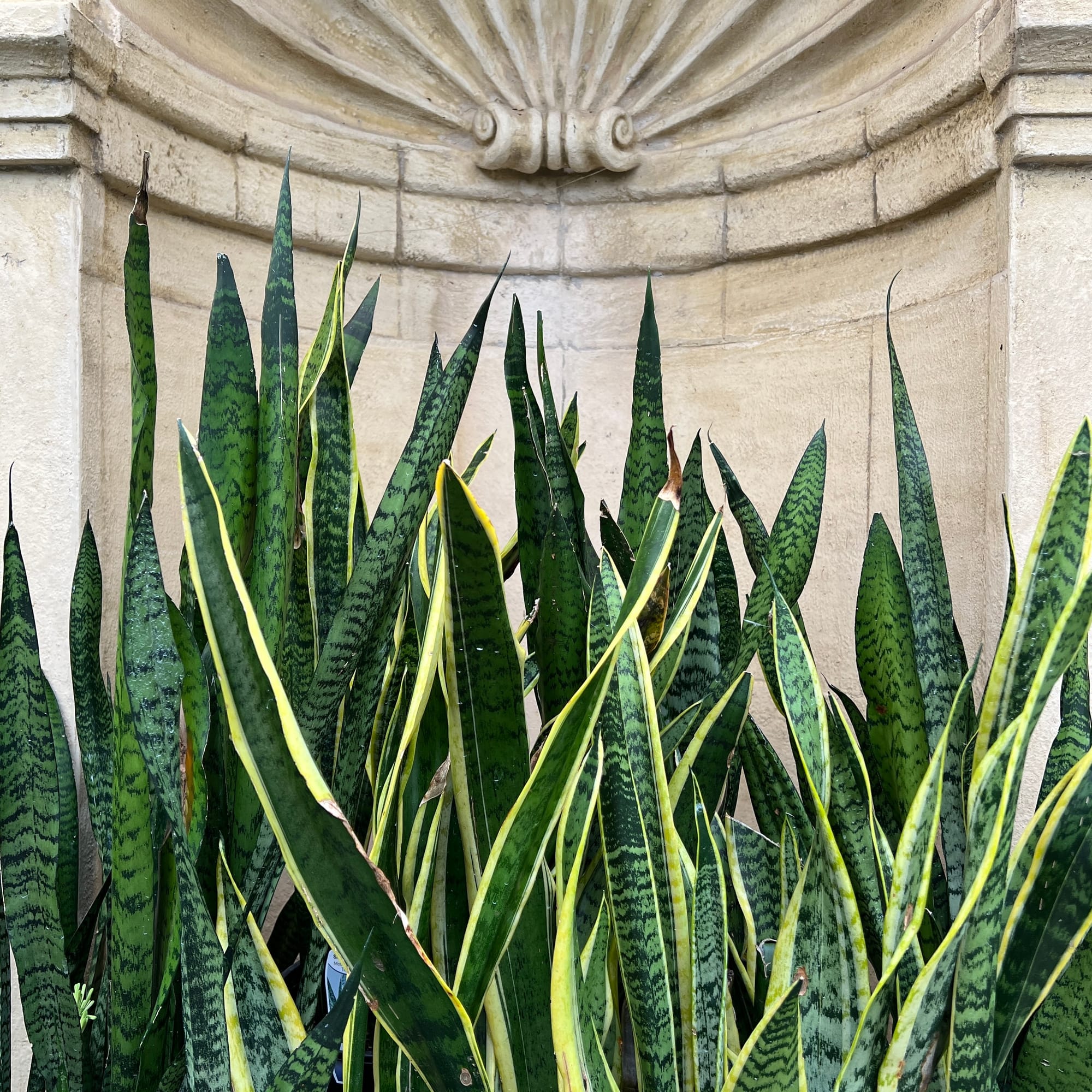 Sansevieria (Dracaena)