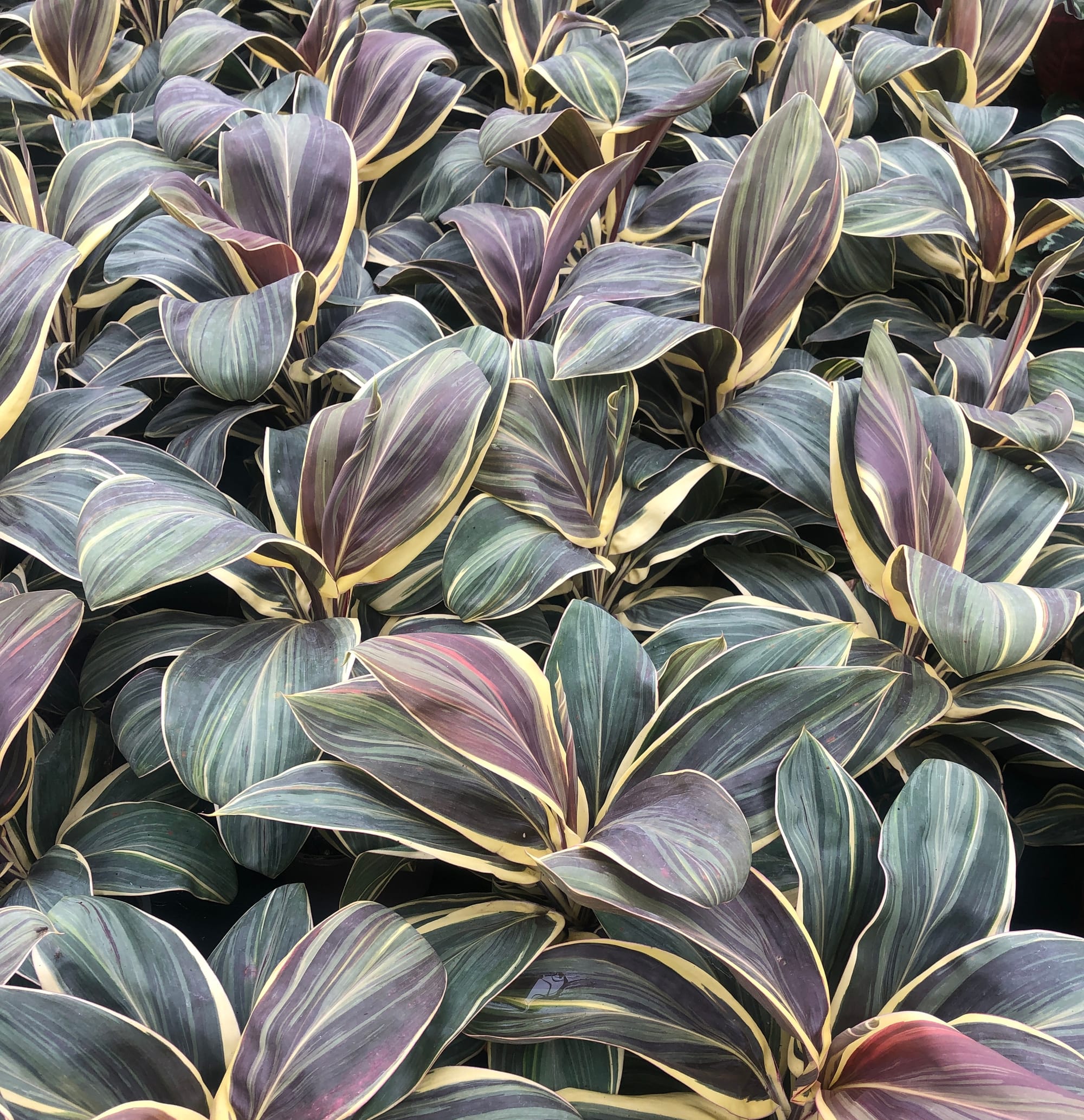 Indoor Cordylines