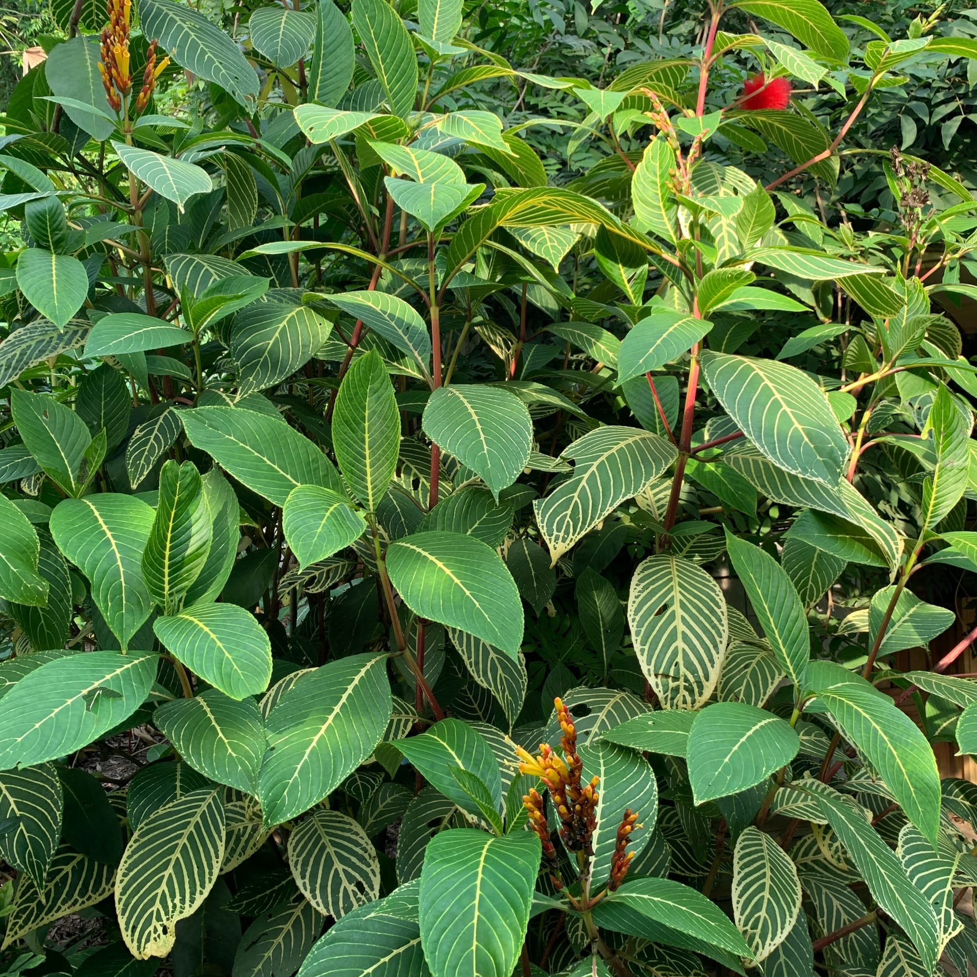 Sanchezia Speciosa - Whitevein Shrubbery Sanchezia