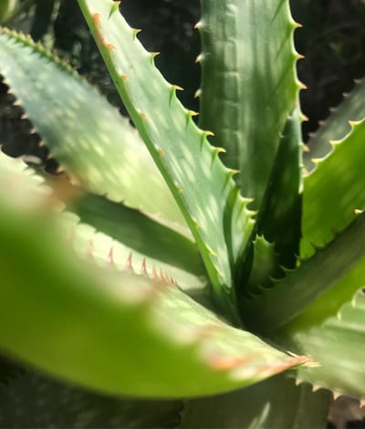 Aloe Vera