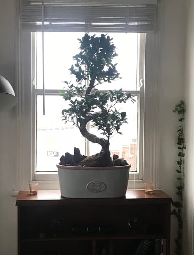 Ficus Microcarpa & Retusa