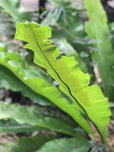 Bird's Nest Ferns - Asplenium nidus