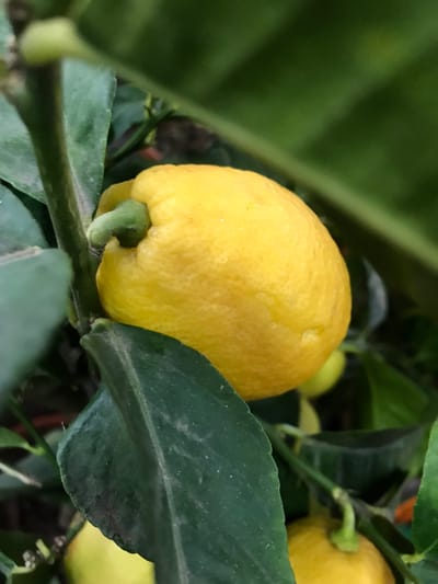Lemon & Lime Trees