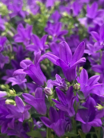Campanula - Bell-Flowers