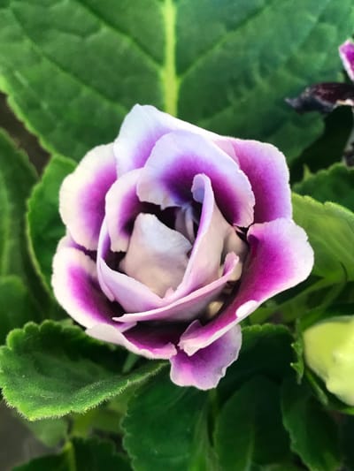 Gloxinia - Sinningia