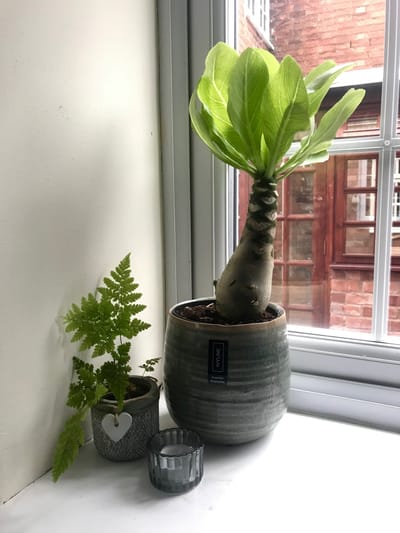 Hawaiian Palms - Brighamia Insignis
