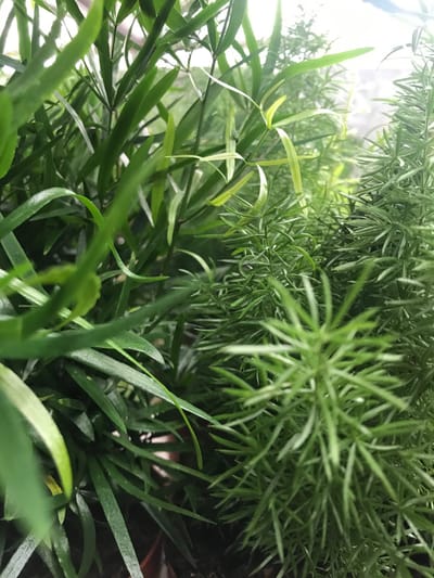 Asparagus Ferns (Fox Tail Ferns)