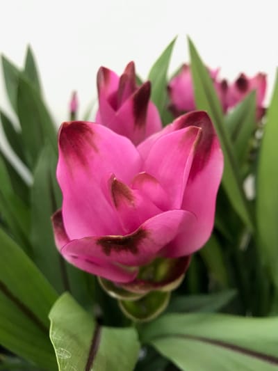 Siam Tulip - Curcuma Alismatifolia