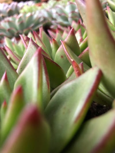 Echeveria (All Species)