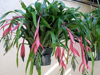 Billbergia (Helicodea) - Queen's Tears/Flaming Torch Plant