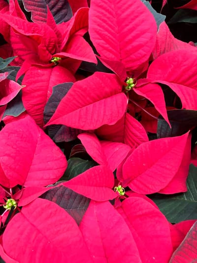 Poinsettia