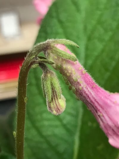 Aphids & Greenfly