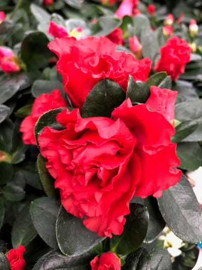 Azalea (All Species)