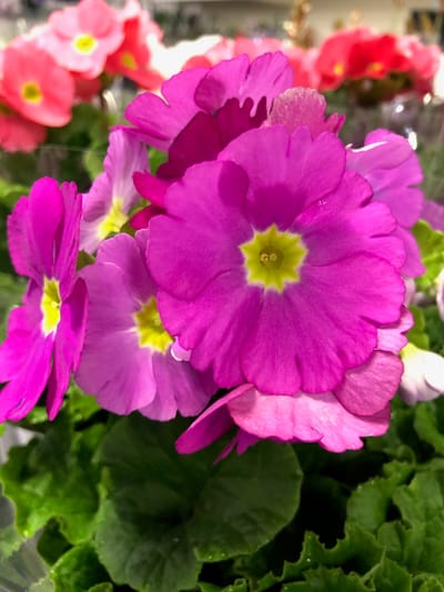 Primula (All Indoor Species)