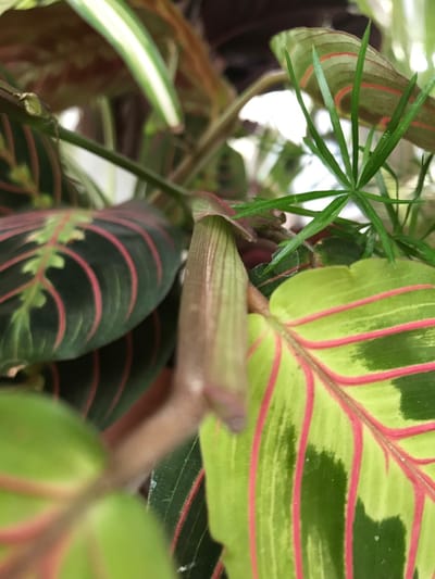 Maranta - Prayer Plants