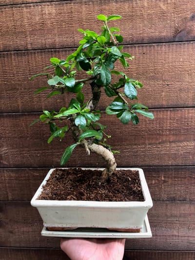 Indoor Bonsai Care