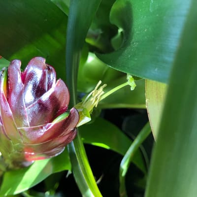 Terrestrial Tillandsia