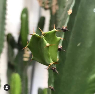 African Milk Trees - Euphorbia Trigona