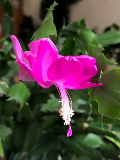 Christmas & Thanksgiving Cacti