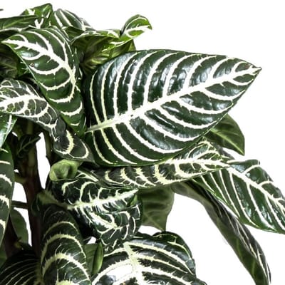 Aphelandra Squarrosa - Zebra Plants